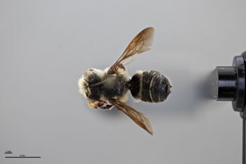 Media type: image;   Entomology 788896 Aspect: habitus dorsal view